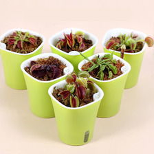 室内盆栽花卉图鉴 精选品种与养护指南