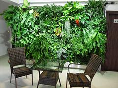 福州专业的墙体美化装饰公司哪家好？附苗木装饰搭配建议