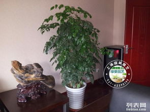 上海徐汇区植物租摆与绿化租赁服务 专业鲜花绿植与苗木供应