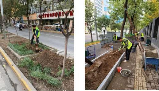 打造绿化新景观——碑林区城管局园林绿化科冬季绿化纪实