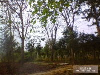 陕西汉中海马哲源苗木 高品质园林绿化产品的供应与养护管理