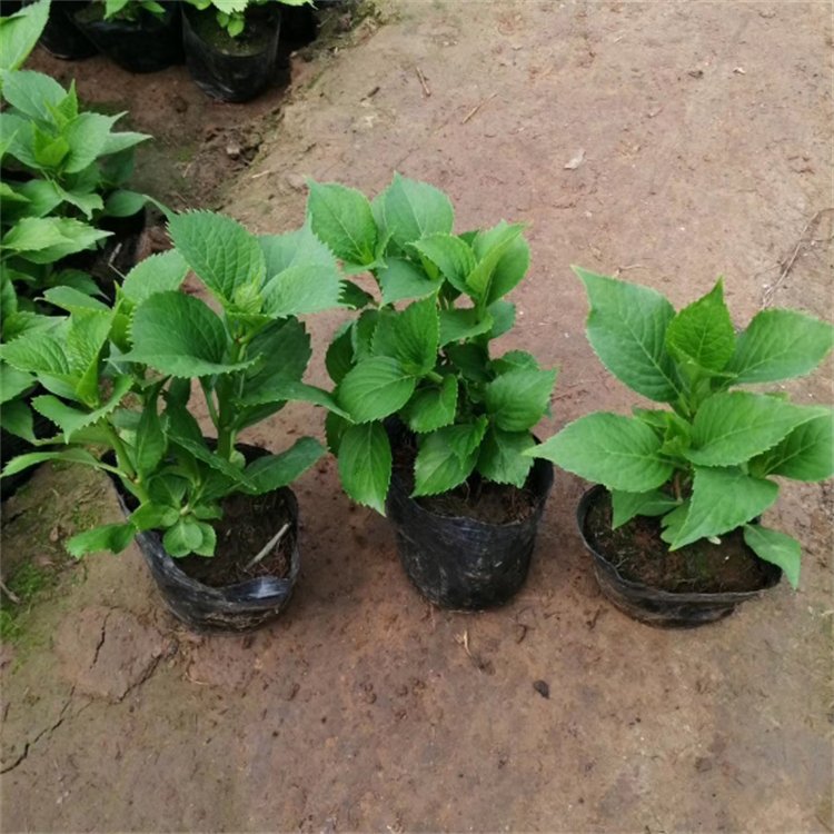 八仙花批发报价与养护管理全解析 15-25cm高规格苗的工程绿植方案