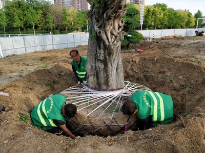 潍坊东风街北海路环岛绿化苗木迁移完成，养护管理工程全面展开