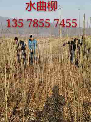 青扦营养杯苗 吉林市船营区太平苗圃的园林绿化优选