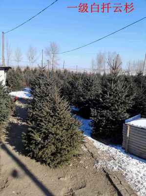 占地糖槭树苗的培育与养护管理——以吉林市船营区太平苗圃为例